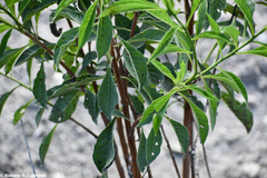 Tournefortia hartwegiana