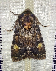 Apamea rubrirena