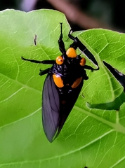 Huechys fusca