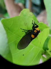 Huechys fusca