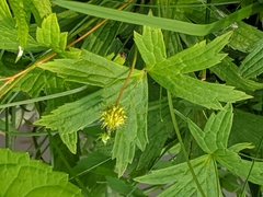 Anemonastrum canadense
