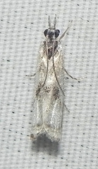Microcrambus minor