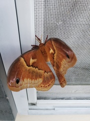 Callosamia angulifera