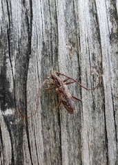 Trichoferus campestris