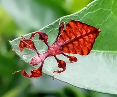 Pulchriphyllium bioculatum