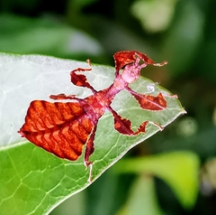 Pulchriphyllium bioculatum