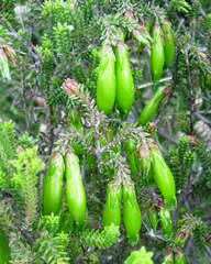 Erica viridiflora viridiflora