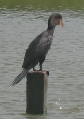 Nannopterum brasilianum