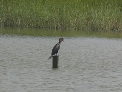 Nannopterum brasilianum