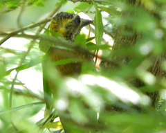 Dryobates maculifrons