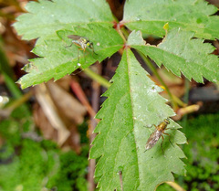 Poecilobothrus nobilitatus