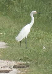 Egretta thula