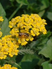 Halictus