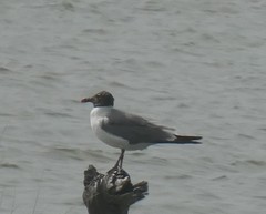 Leucophaeus atricilla