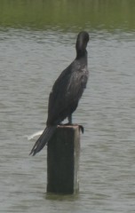 Nannopterum brasilianum