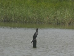 Nannopterum brasilianum