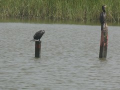 Nannopterum brasilianum