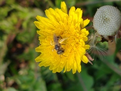 Halictus
