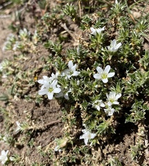 Arenaria erinacea