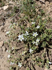 Arenaria erinacea