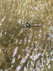 Xyloryctes jamaicensis