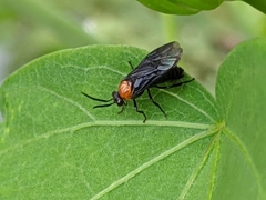 Atomacera decepta
