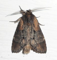 Dasylophia thyatiroides