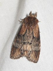 Dasylophia thyatiroides