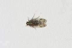 Melanoliarus placitus