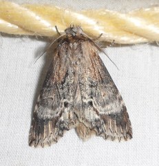 Dasylophia thyatiroides