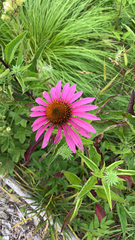 Echinacea purpurea