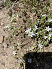 Arenaria erinacea