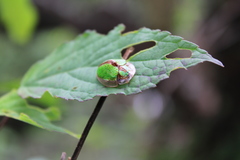 Physonota nitidicollis