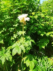 Filipendula palmata