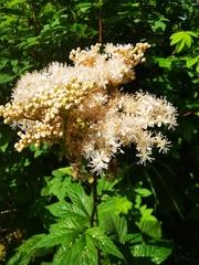 Filipendula palmata