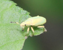 Megalostylus