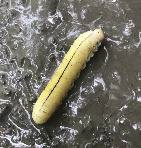 North American Elm Sawfly photo 6