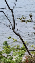 Mergus merganser americanus