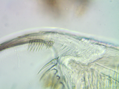 Daphnia pulex