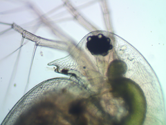 Daphnia pulex