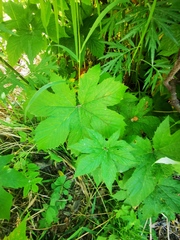 Filipendula palmata