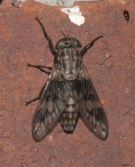 Tabanus venustus