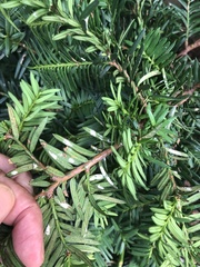 Pulvinaria floccifera