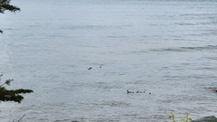 Mergus merganser americanus