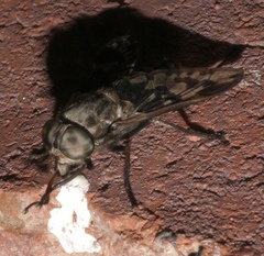 Tabanus venustus