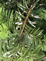 Pulvinaria floccifera