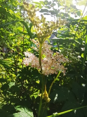 Filipendula palmata