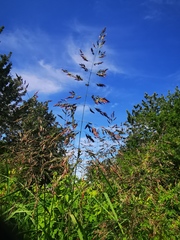 Calamagrostis purpurea