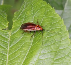 Pseudomops interceptus