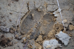 Cervus canadensis canadensis